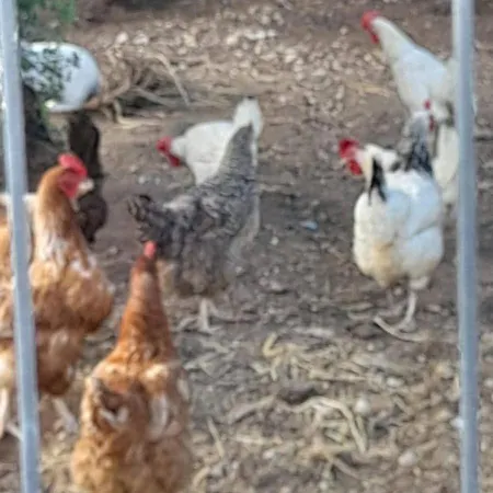 Masseria Le Mesolecchie *