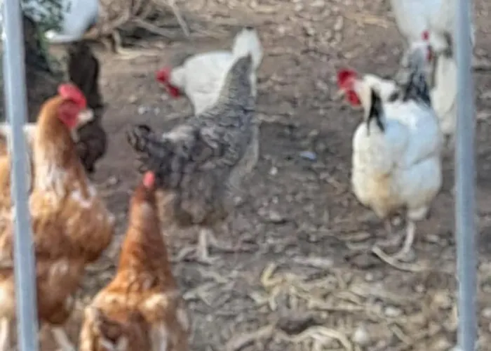 Masseria Le Mesolecchie *